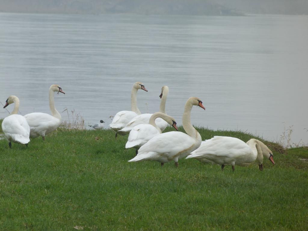 Les Gites De Colliers Muides-sur-Loire Cameră foto